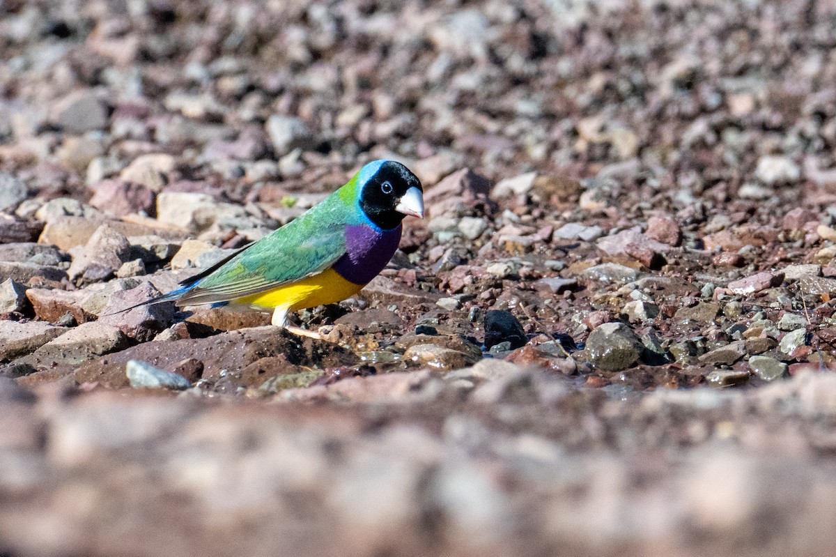 Gouldian Finch - ML632467138