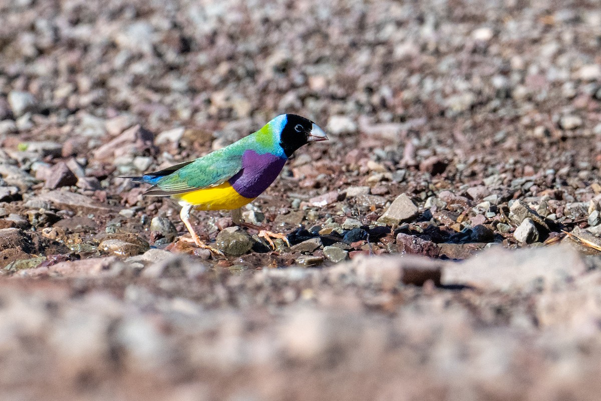 Gouldian Finch - ML632467139