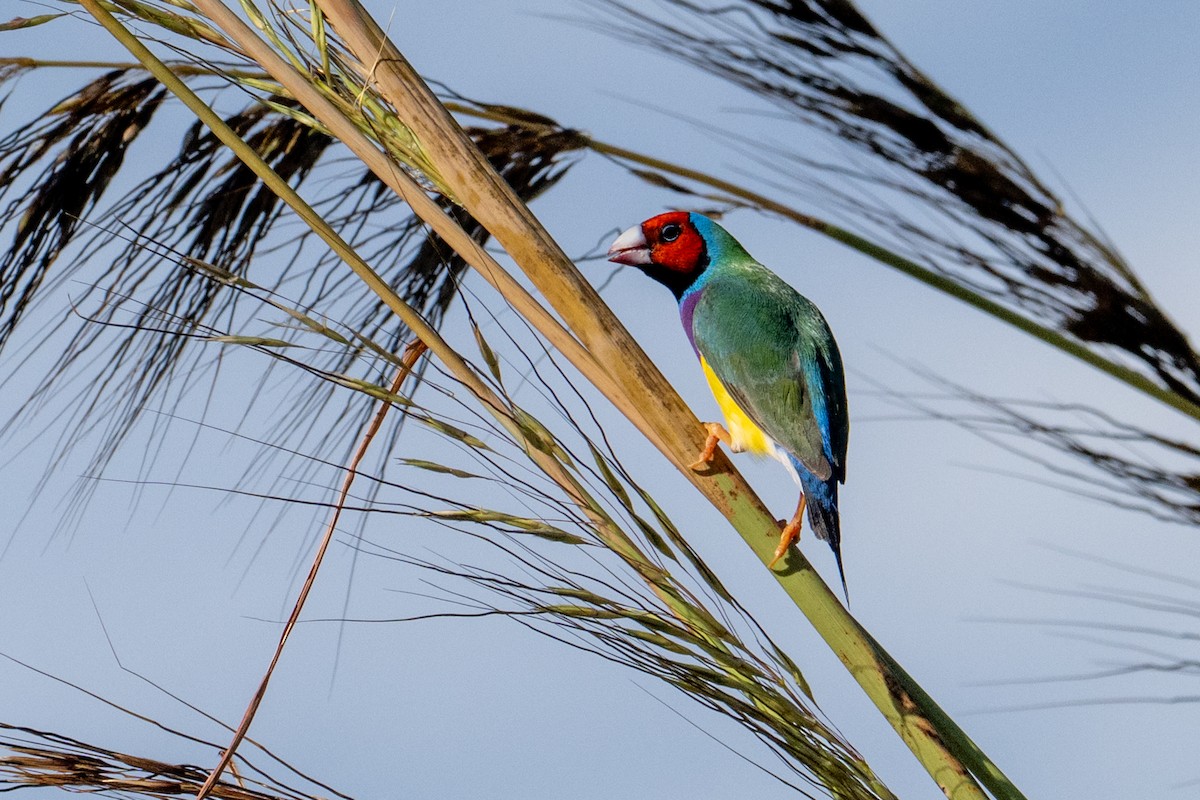 Gouldian Finch - ML632467140