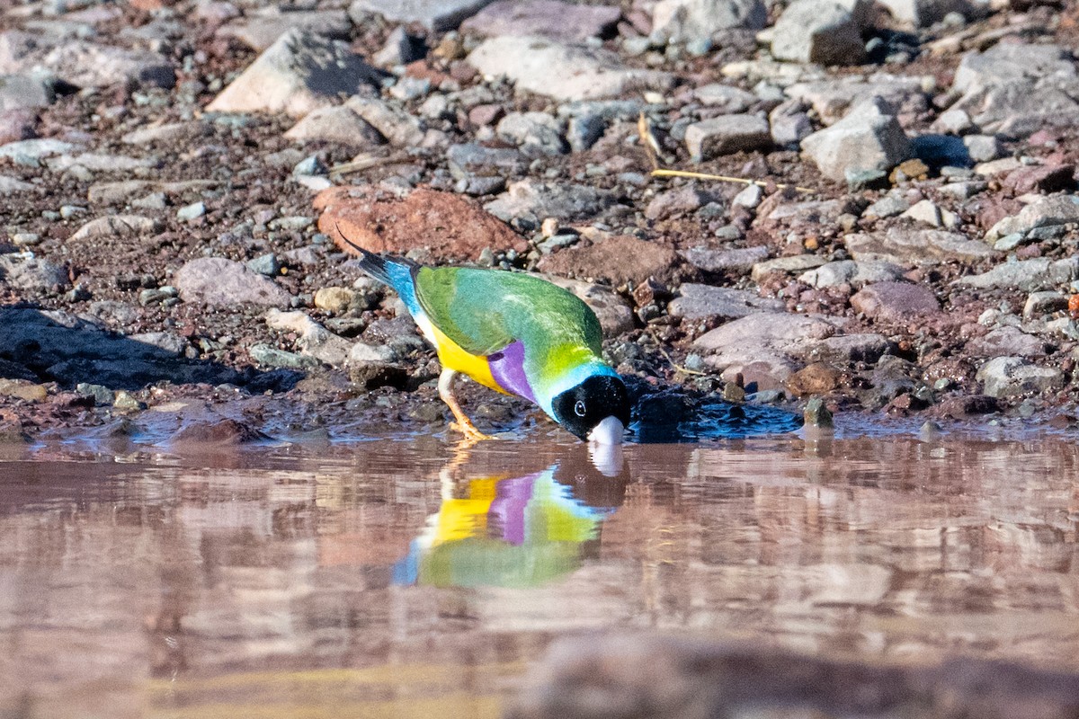 Gouldian Finch - ML632467143