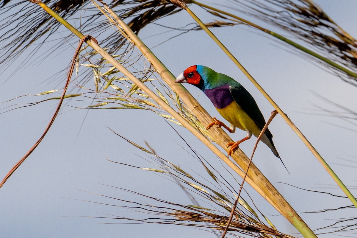 Gouldian Finch - ML632467144