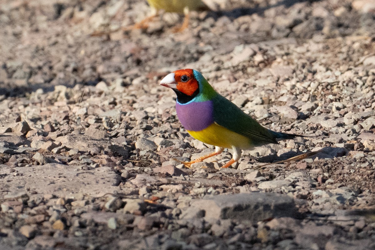 Gouldian Finch - ML632467145
