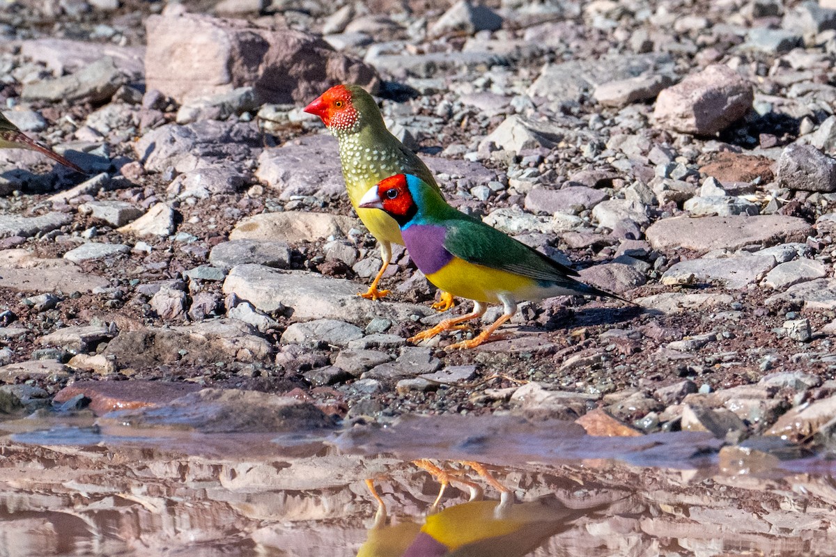 Gouldian Finch - ML632467146
