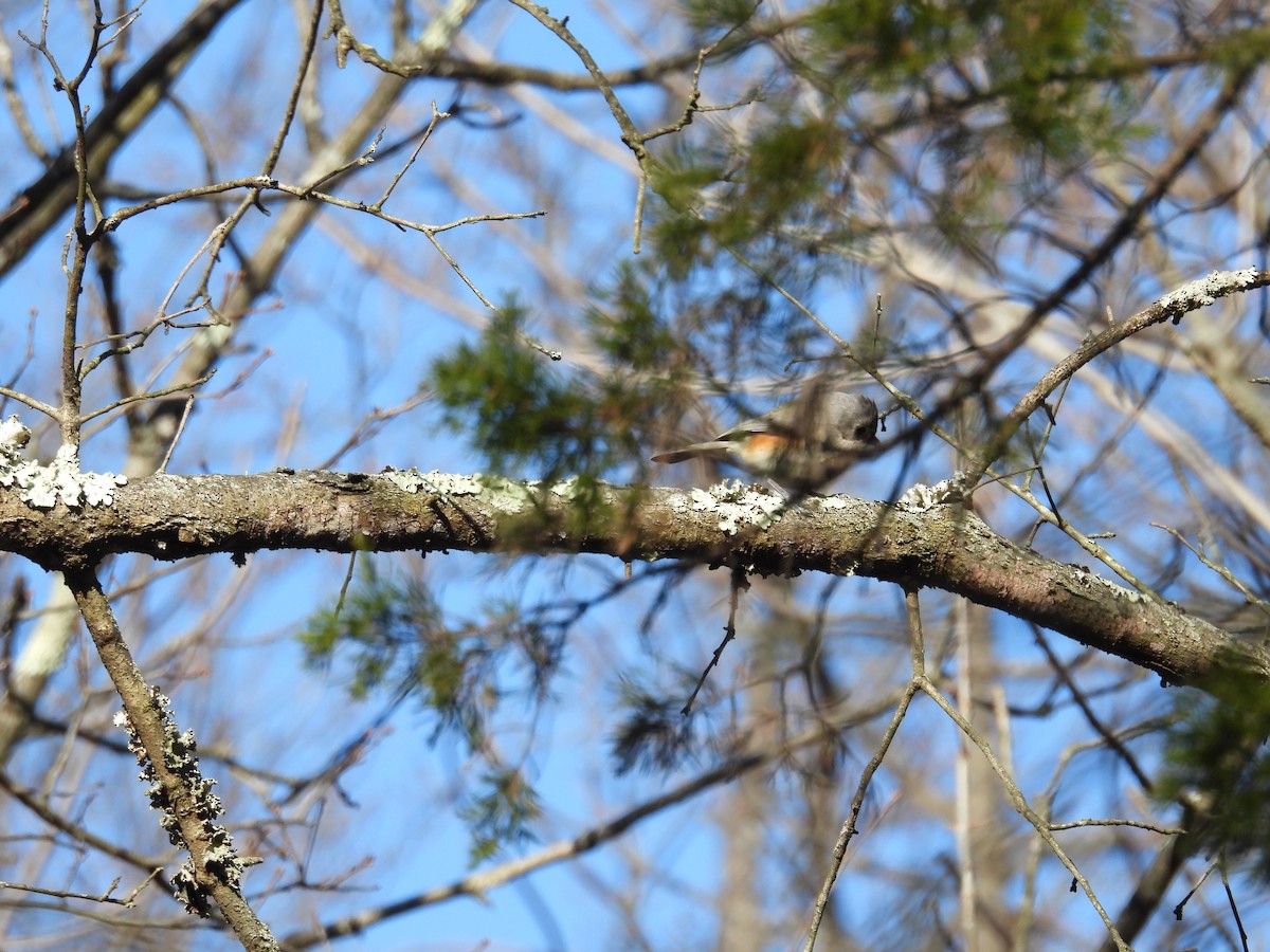 Tufted Titmouse - ML632467150