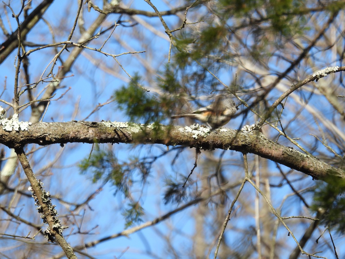 Tufted Titmouse - ML632467153