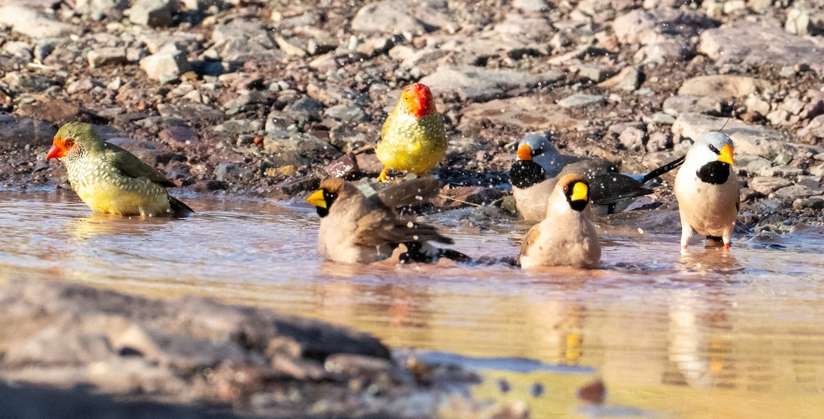 Masked Finch - ML632467242