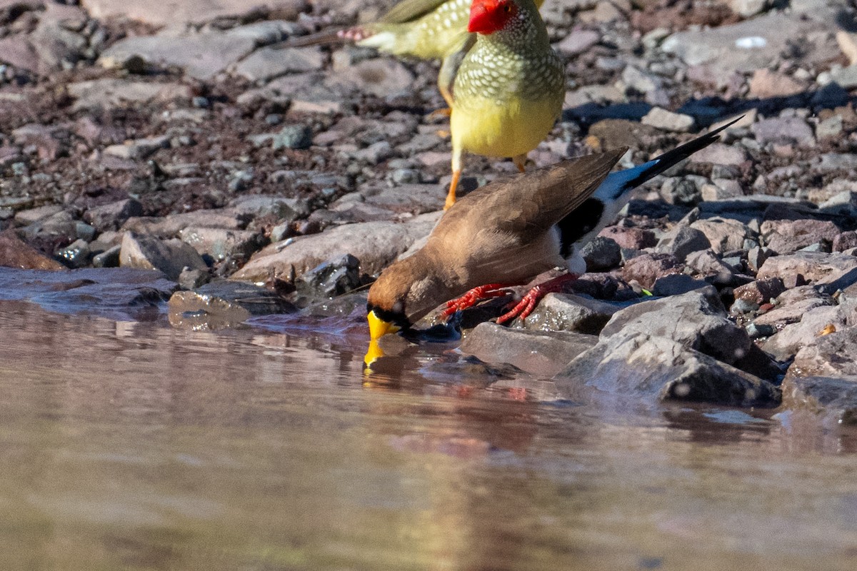 Masked Finch - ML632467243