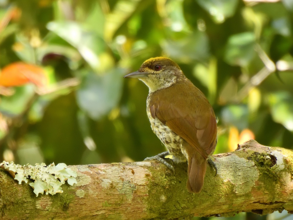 Antillean Piculet - ML632467372