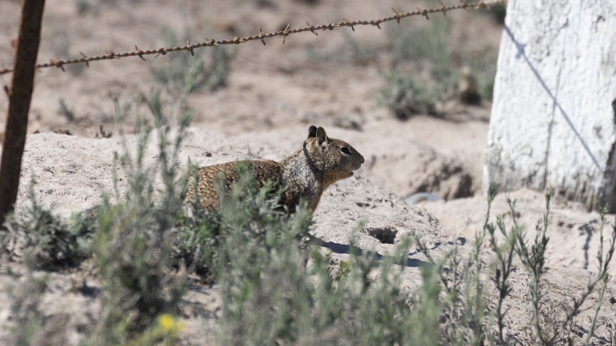 California Ground Squirrel - ML632467389
