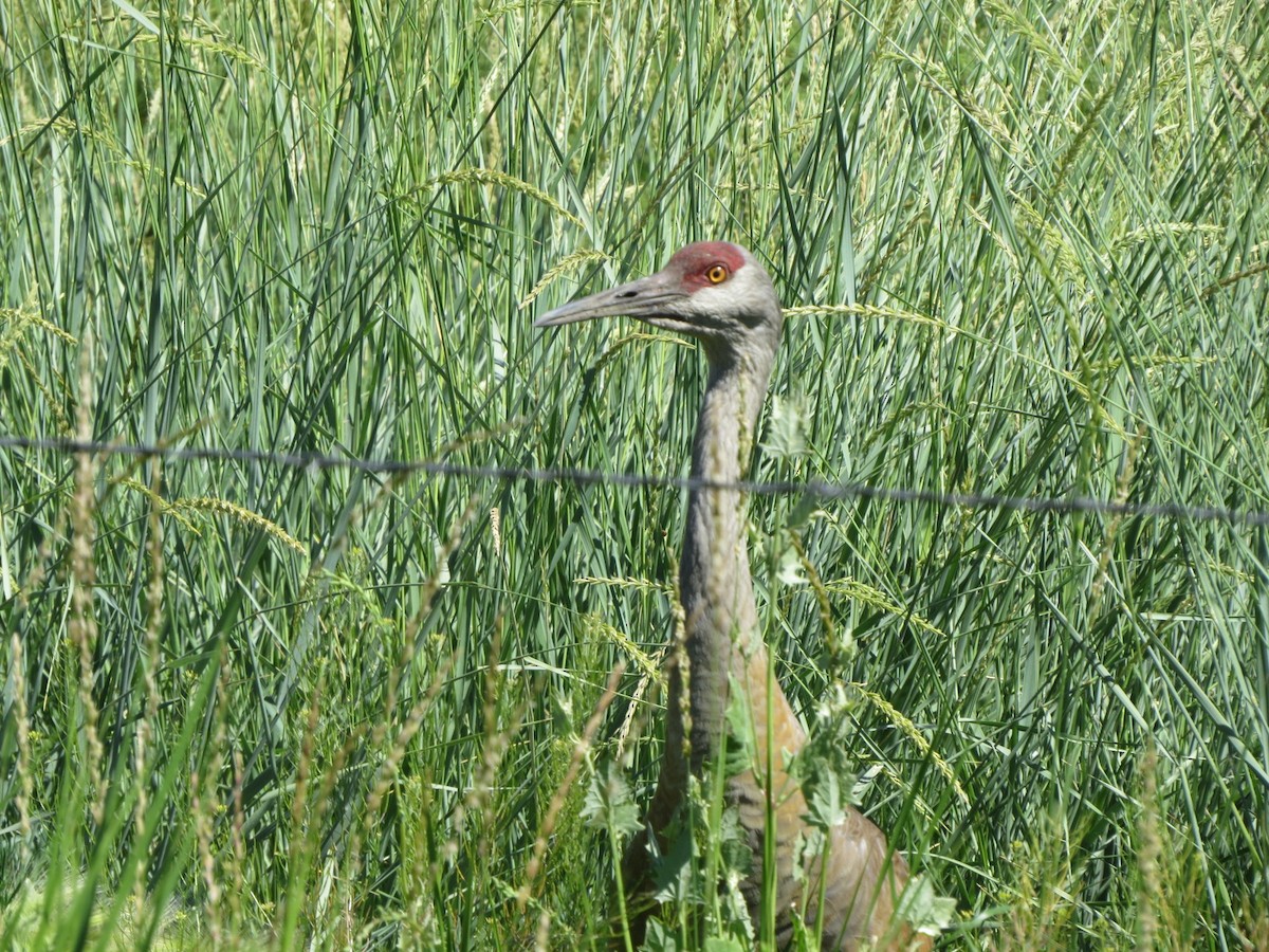 Sandhill Crane - ML63246741