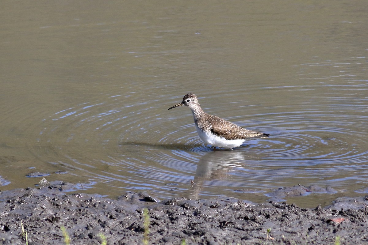 Solitary Sandpiper - ML632467508