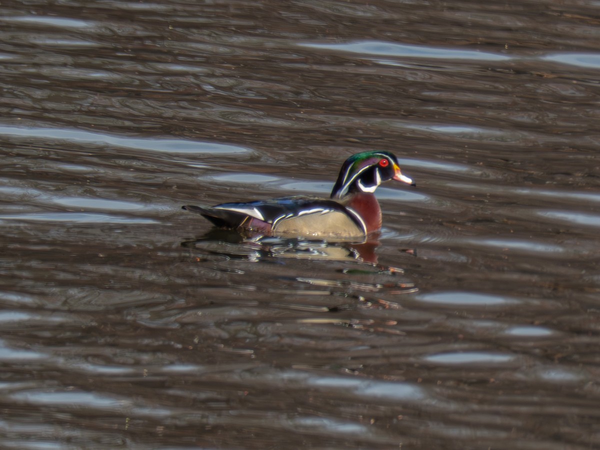 Wood Duck - ML632467886