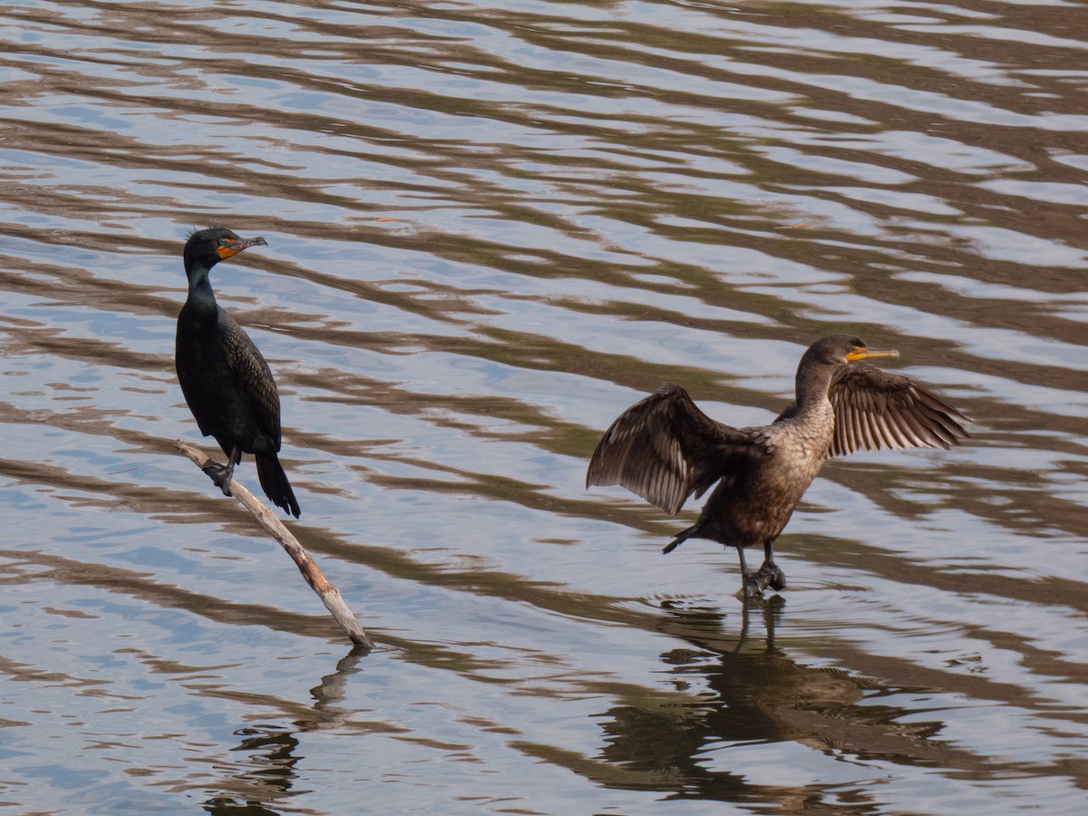 Double-crested Cormorant - ML632467894