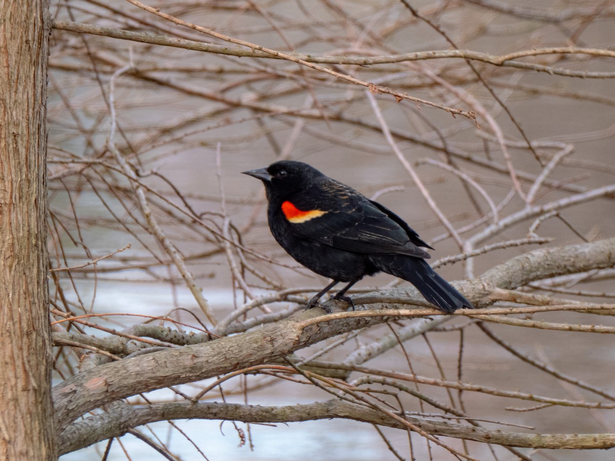 Red-winged Blackbird - ML632467895