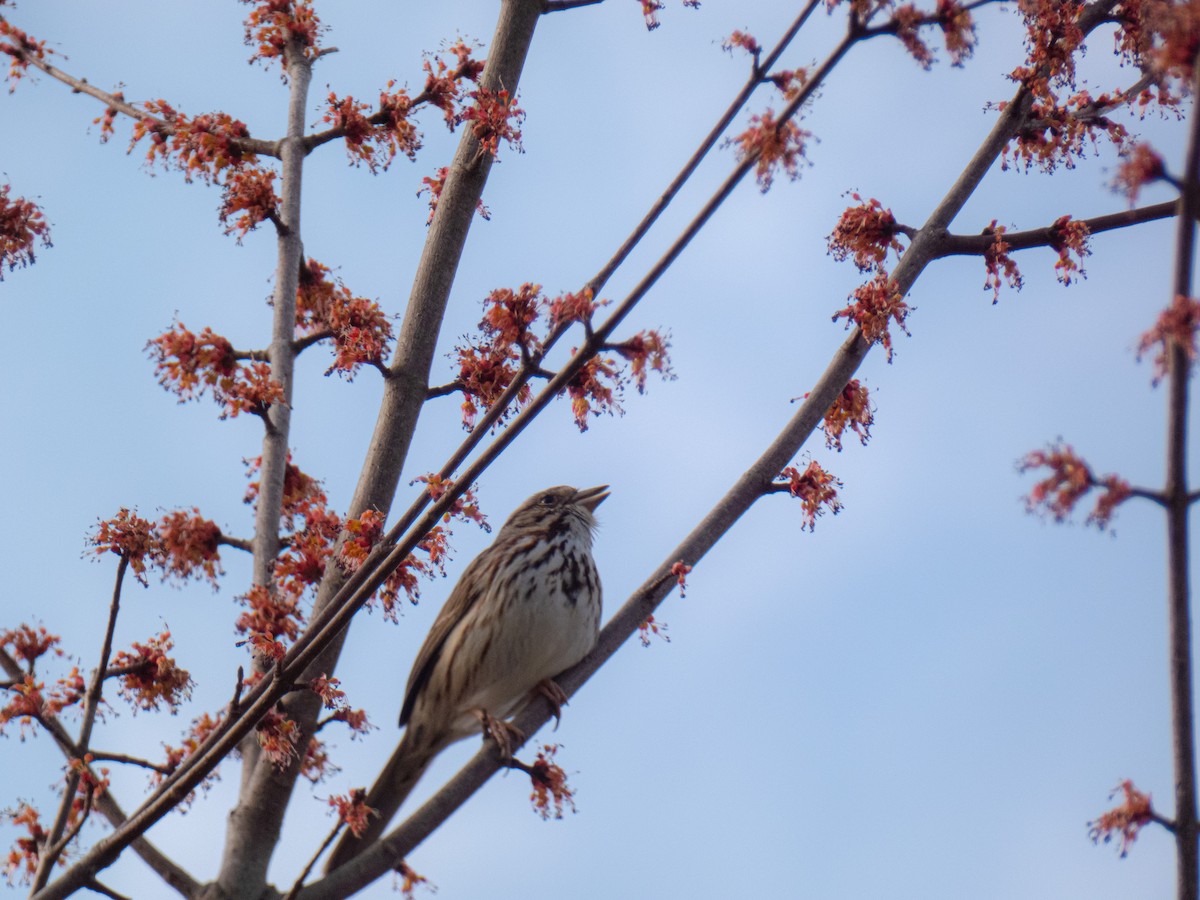 Song Sparrow - ML632467900