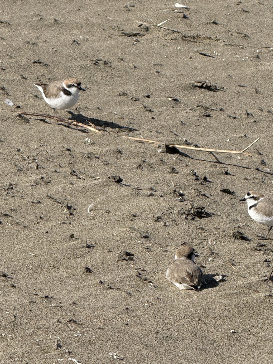 Snowy Plover - ML632467968