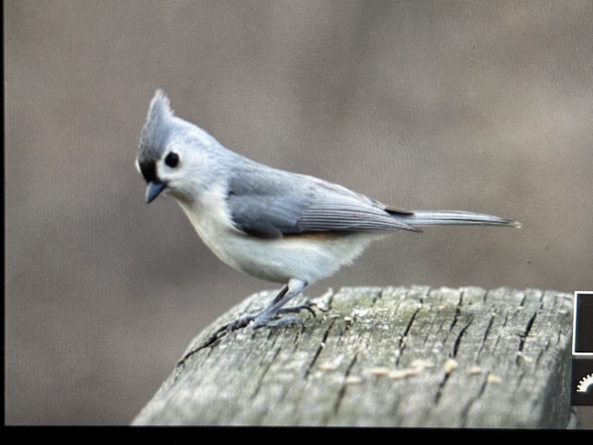 Tufted Titmouse - ML632467992