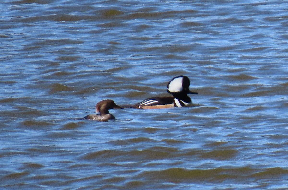 Hooded Merganser - ML632468033
