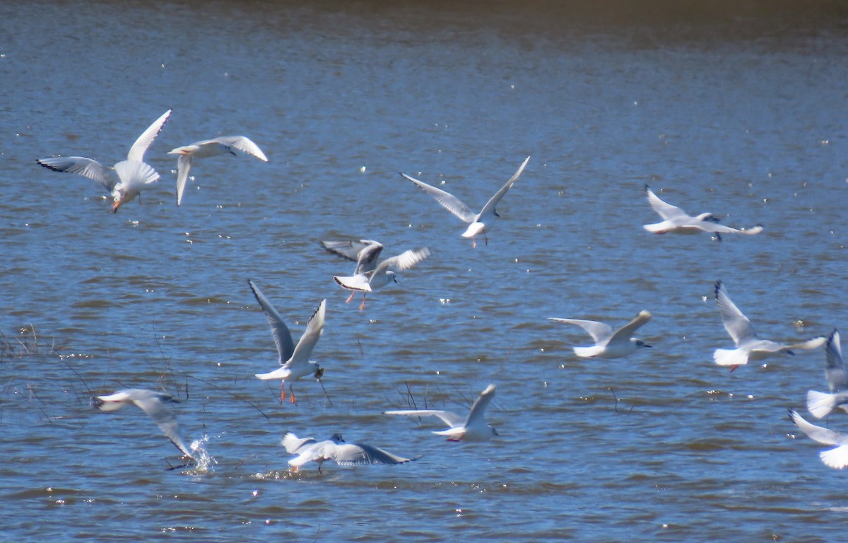 Bonaparte's Gull - ML632468043