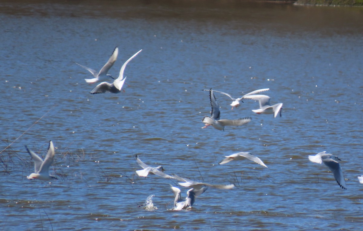 Bonaparte's Gull - ML632468044
