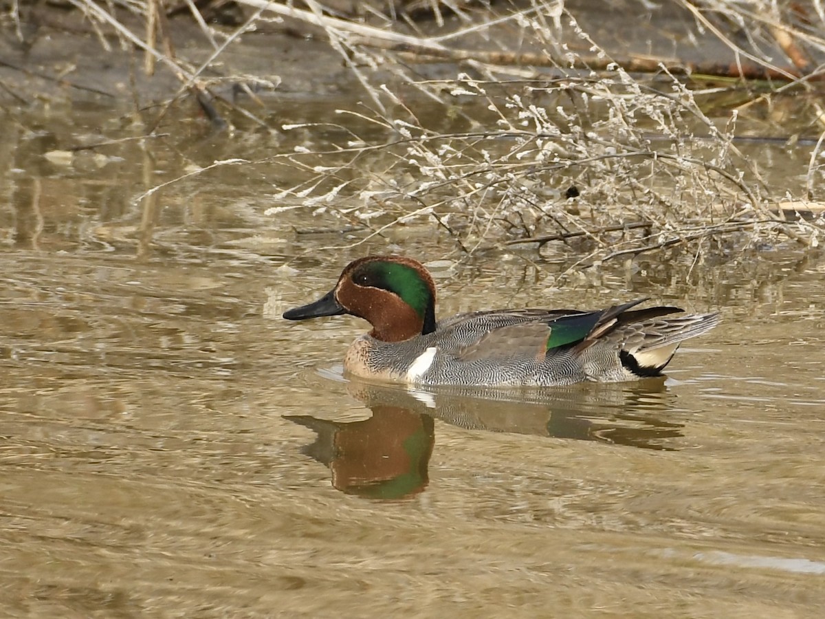 Green-winged Teal - Kent Kleman