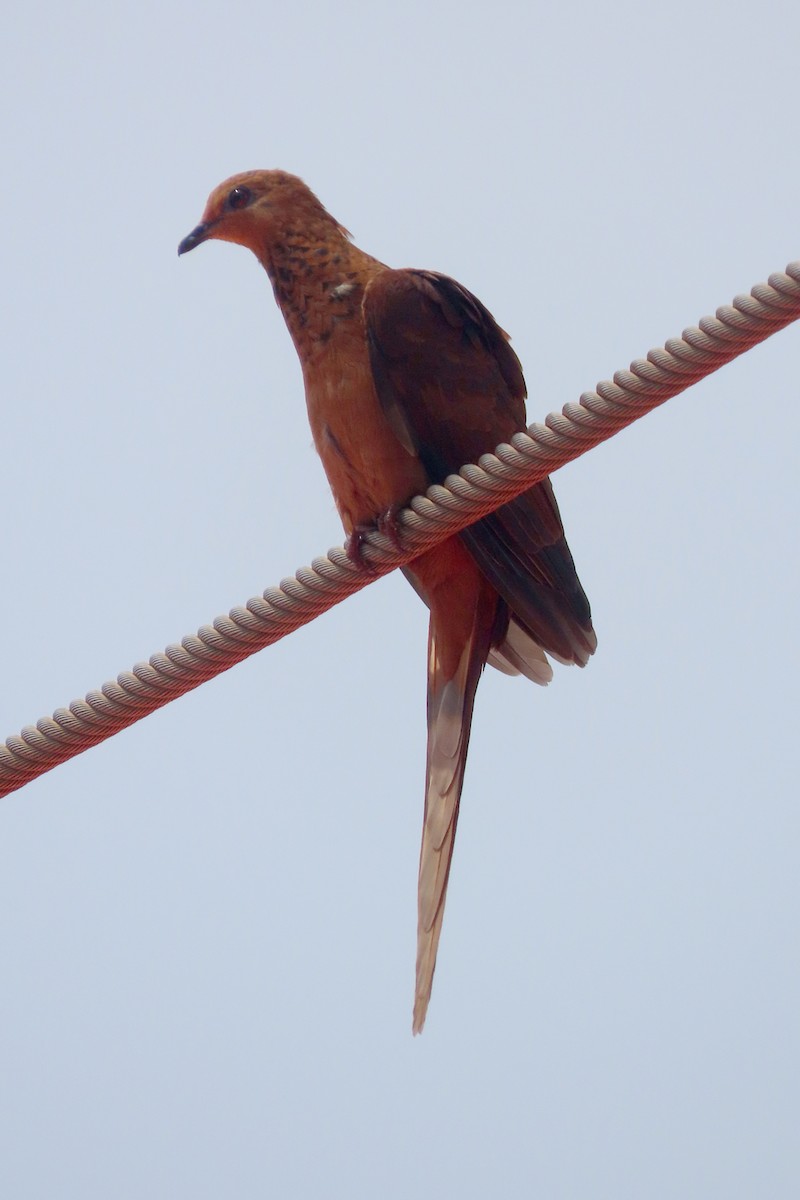 Spot-breasted Cuckoo-Dove - ML632468250