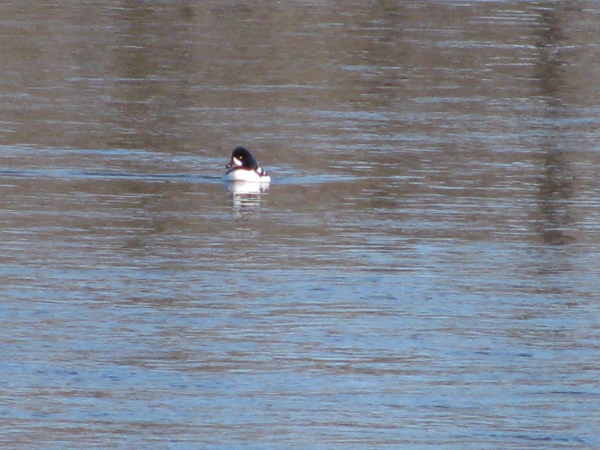 Barrow's Goldeneye - ML632468259