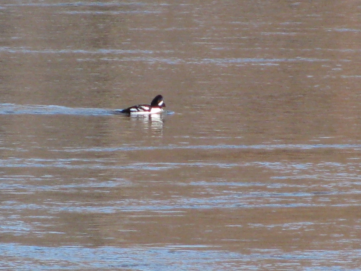 Barrow's Goldeneye - ML632468260