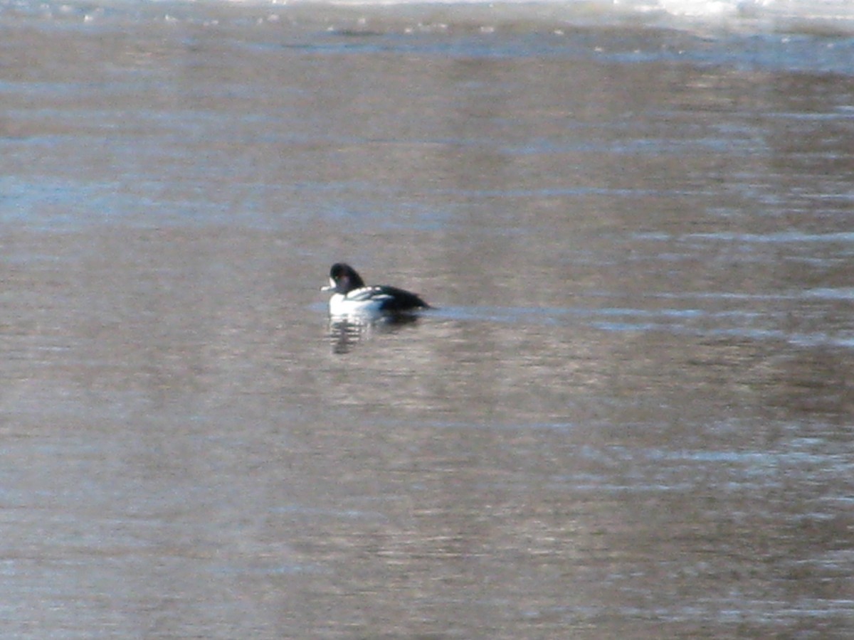 Barrow's Goldeneye - ML632468292
