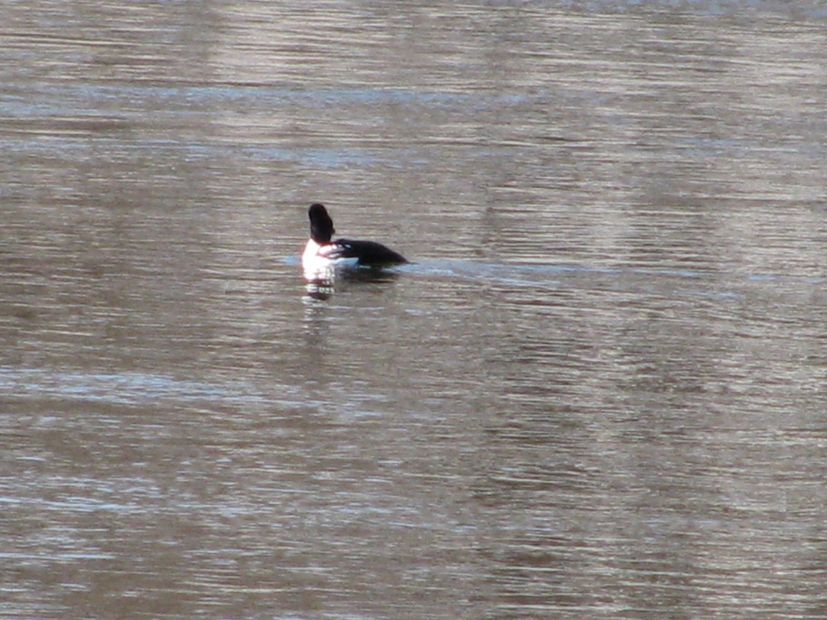 Barrow's Goldeneye - ML632468293