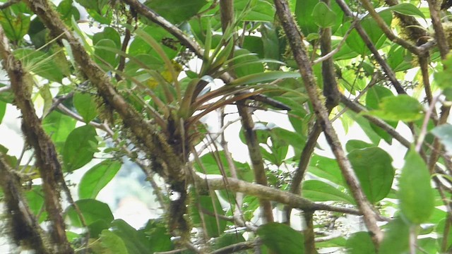 Troglodyte à calotte noire - ML632468377