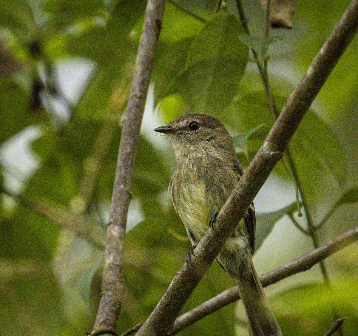 Olive-chested Flycatcher - ML632468475