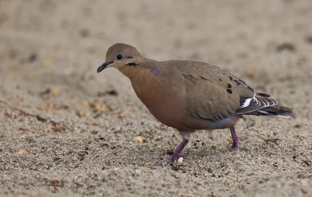 Zenaida karibearra - ML632468497