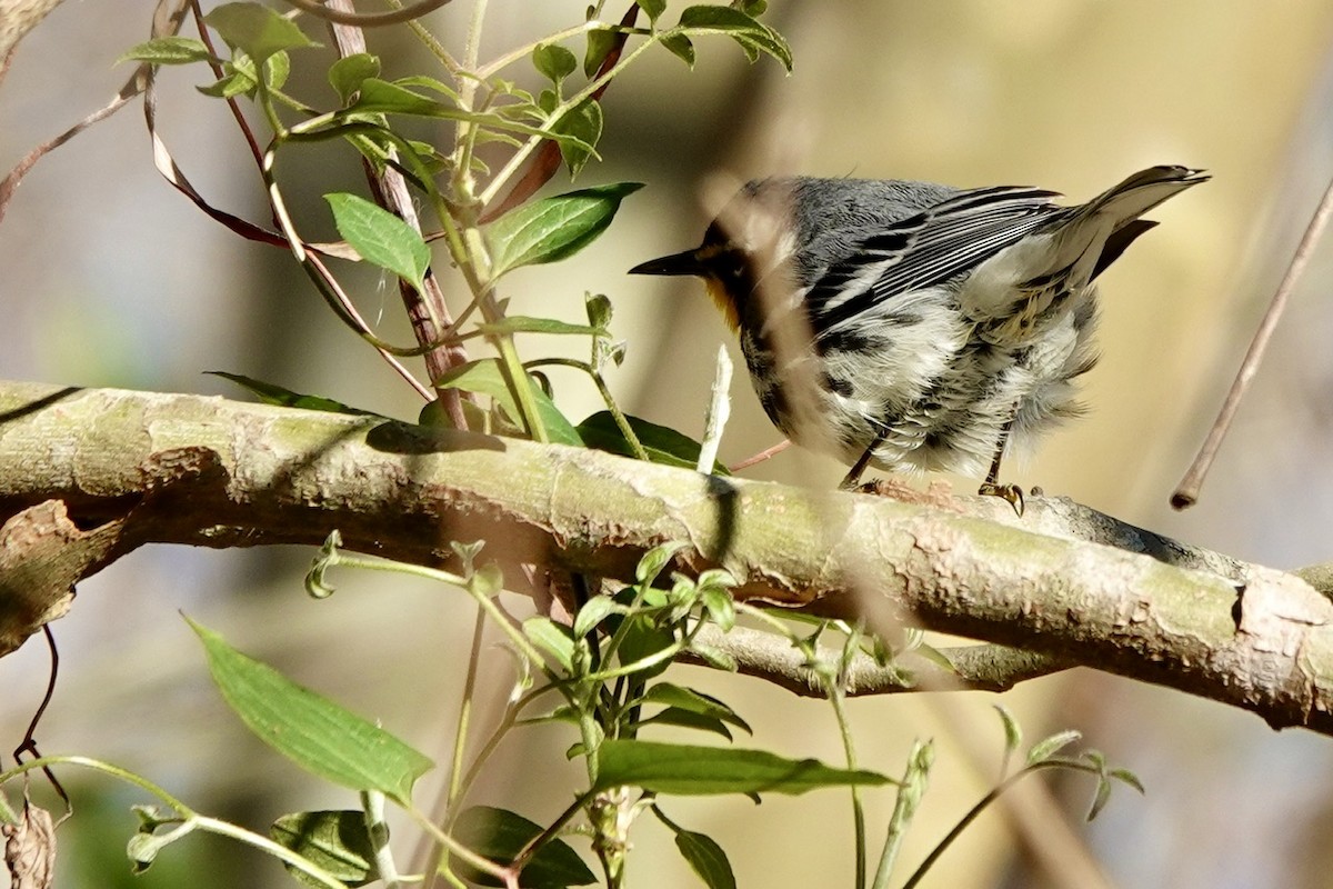 Yellow-throated Warbler - ML632468503