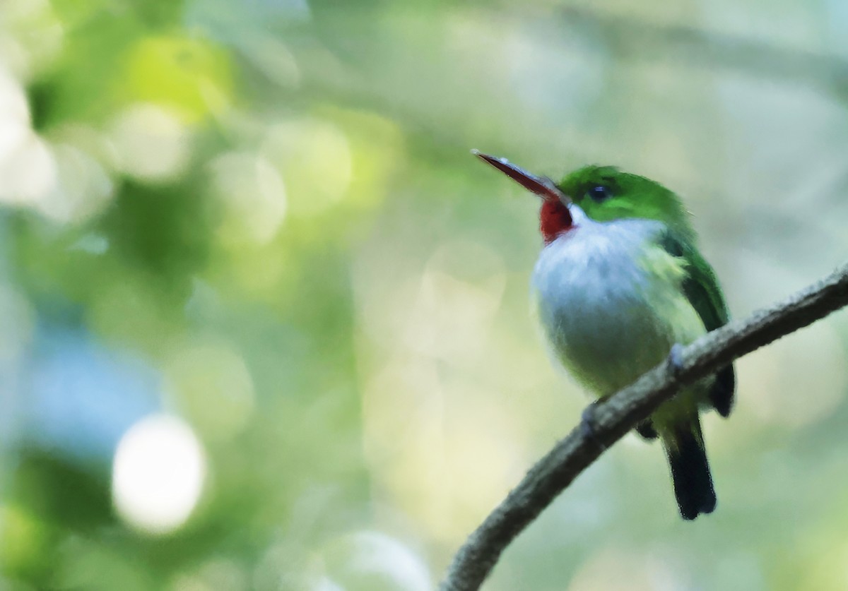 Puerto Rican Tody - ML632468509
