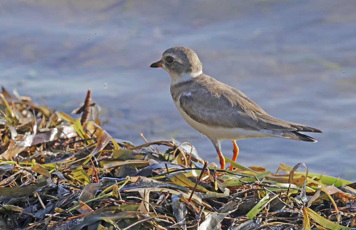 Txirritxo erdipalmatua - ML632468515