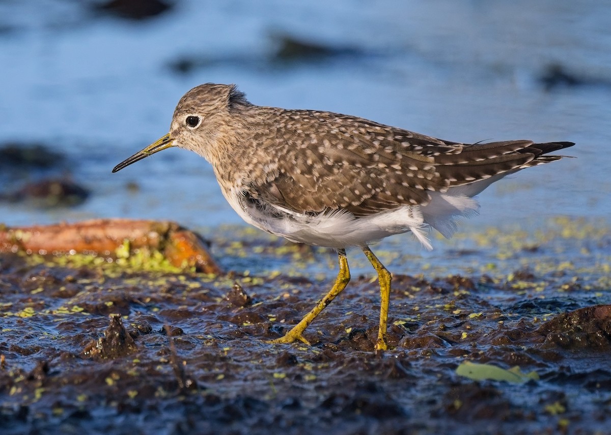 Solitary Sandpiper - ML632468614