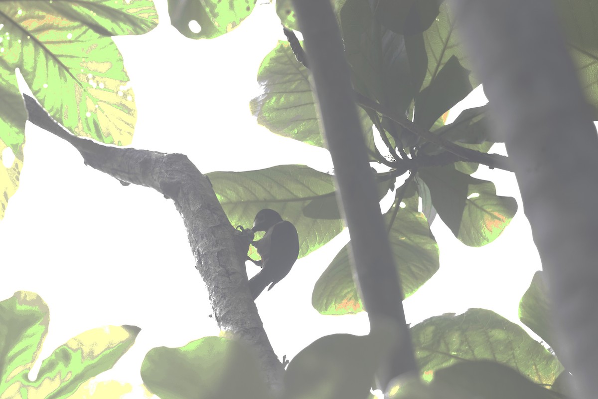 datel portorický - ML632468644