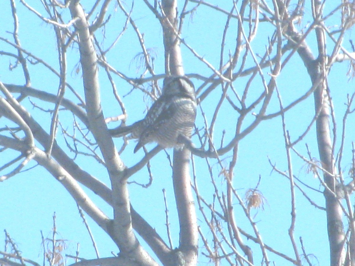 Northern Hawk Owl - ML632468655