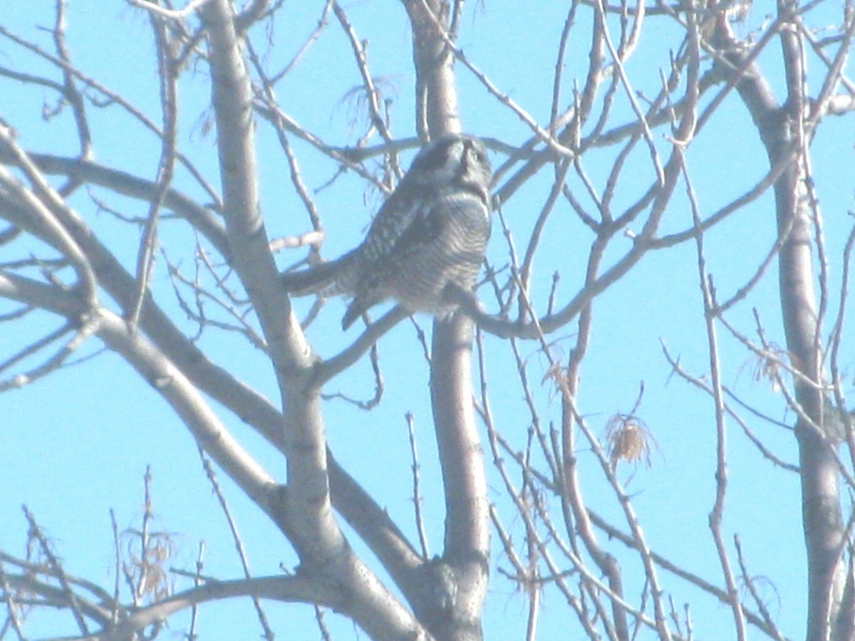 Northern Hawk Owl - ML632468656