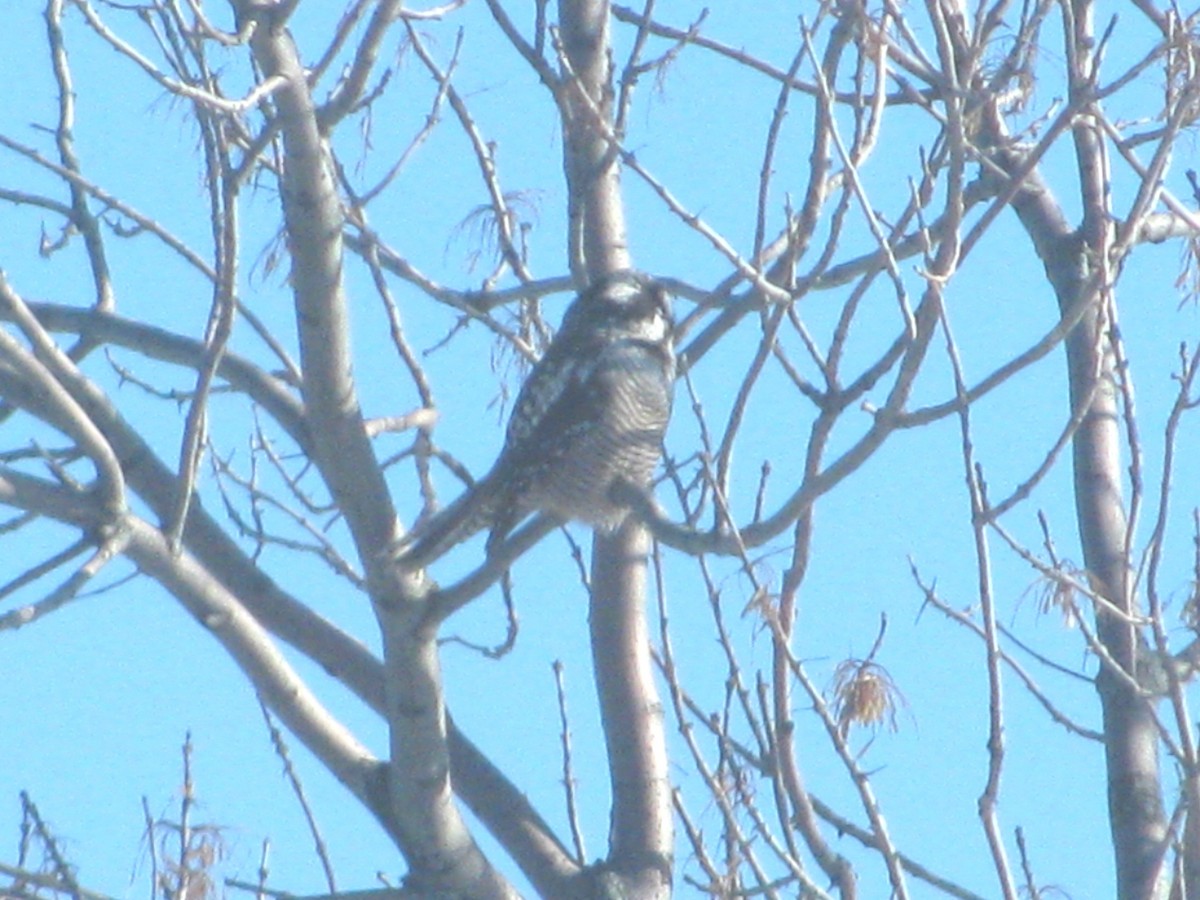 Northern Hawk Owl - ML632468657