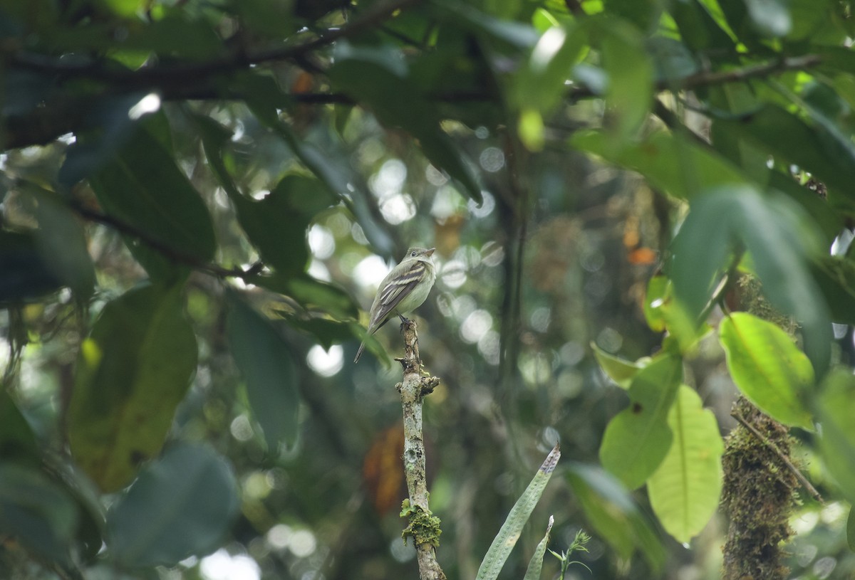 Acadian Flycatcher - ML632468700