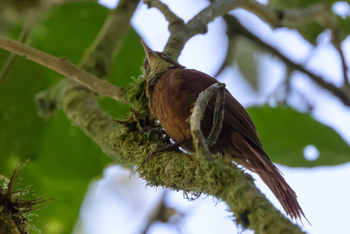 Fulvous-dotted Treerunner - ML632468944