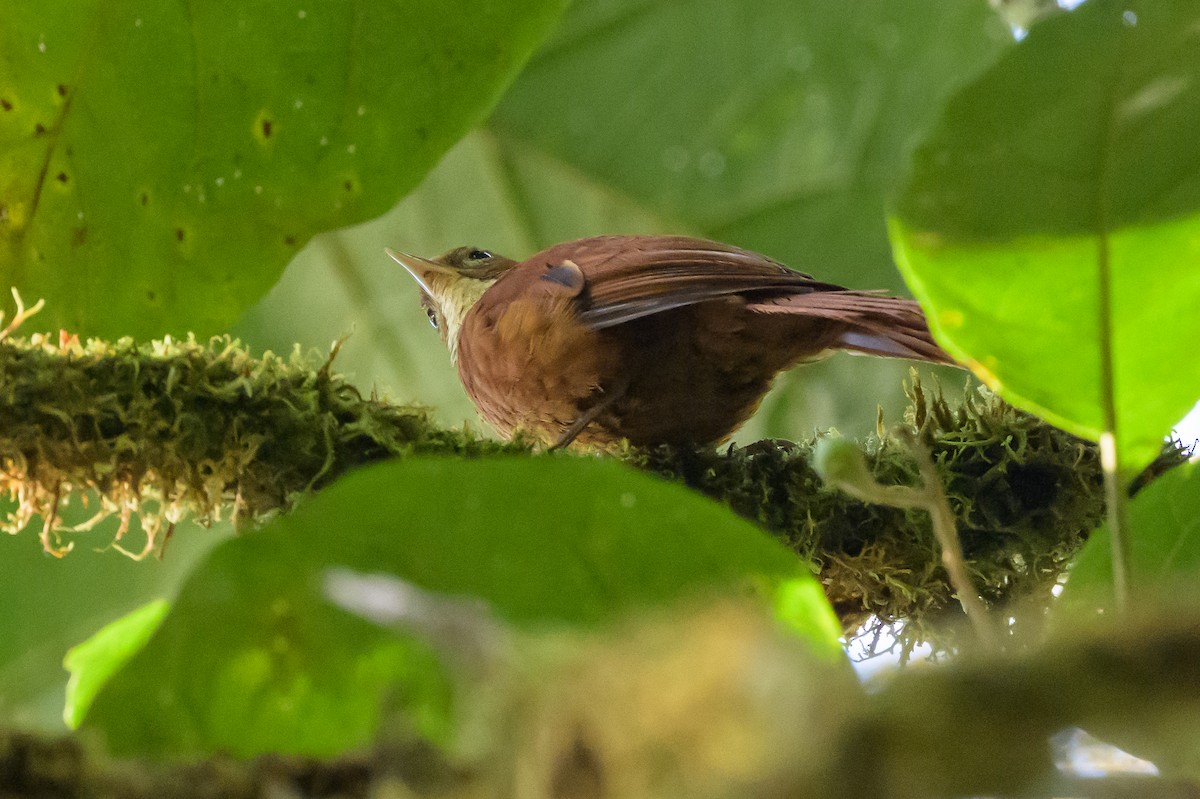 Fulvous-dotted Treerunner - ML632468945