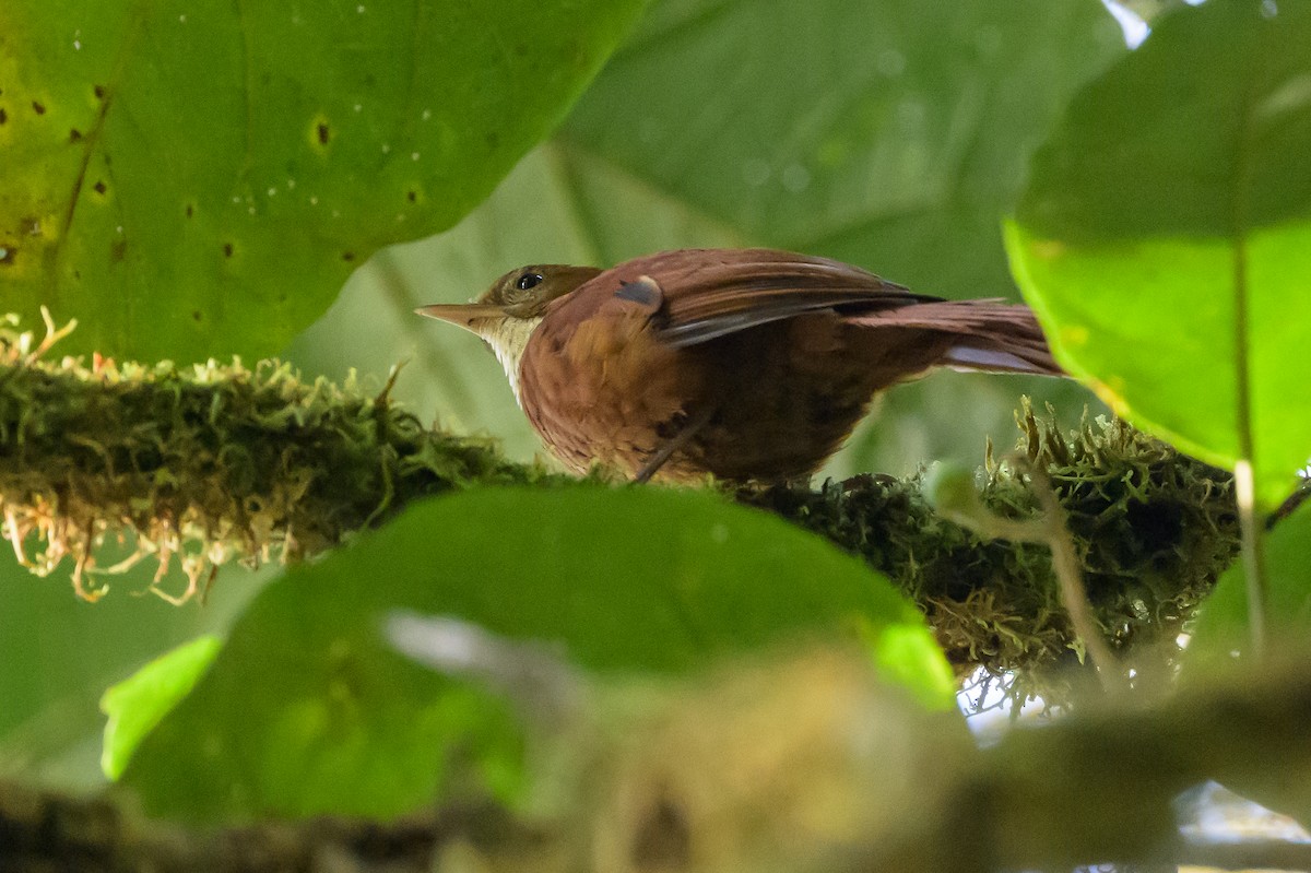 Fulvous-dotted Treerunner - ML632468948