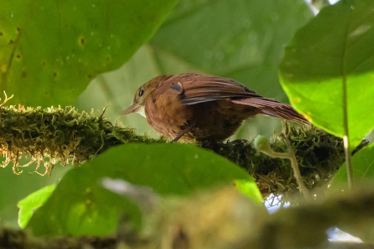 Fulvous-dotted Treerunner - ML632468949