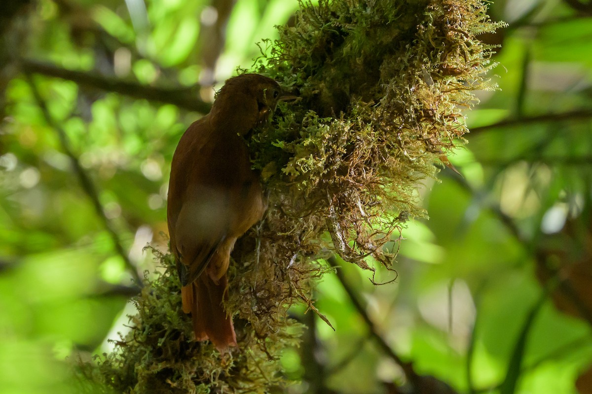 Fulvous-dotted Treerunner - ML632468988