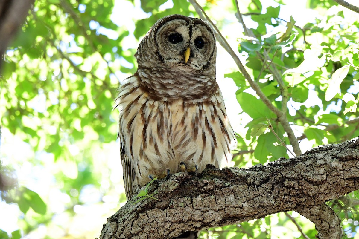 Barred Owl - ML632469096