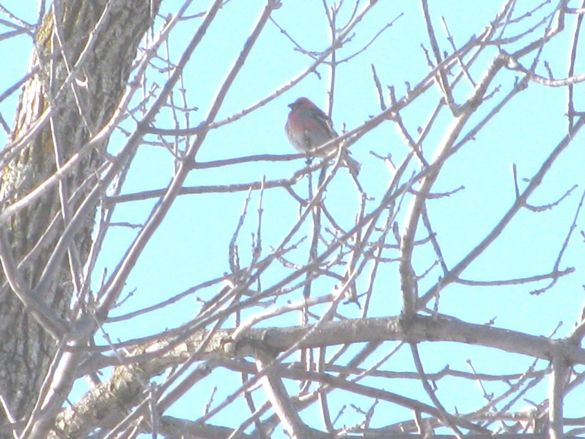 Pine Grosbeak - ML632469107