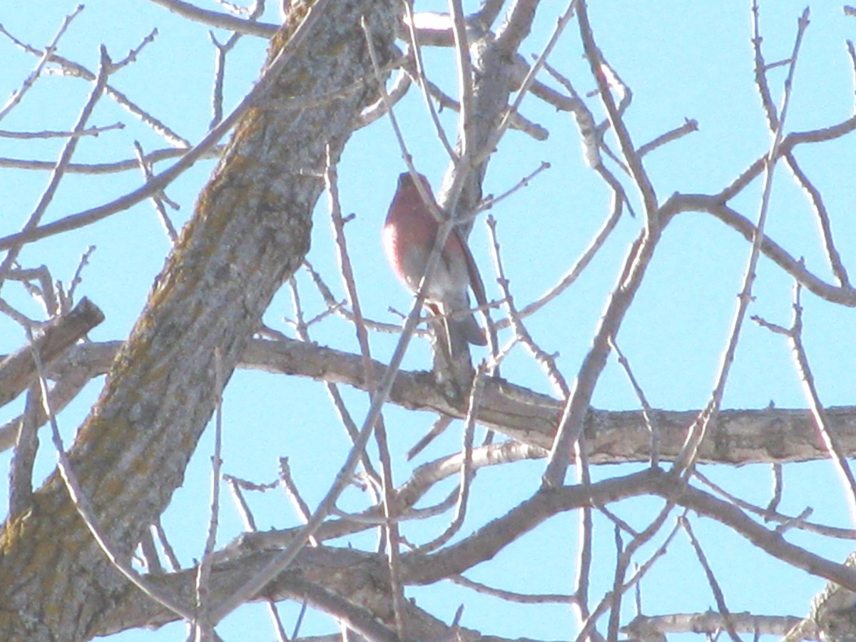 Pine Grosbeak - ML632469108